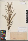 Foto von Salix eleagnos subsp. angustifolia (Cariot) Rech. f.